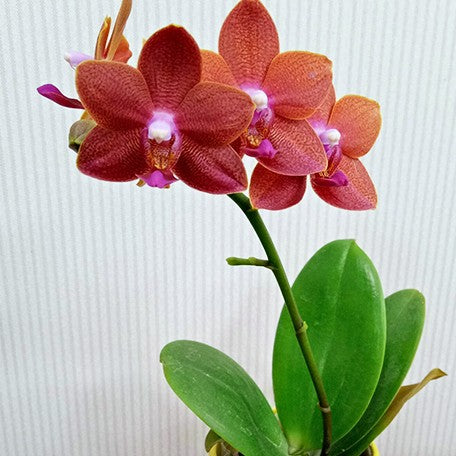 174824670294-Phal.%20Pingtung%20Bronze%20Age%20%E8%8A%B13.jpg