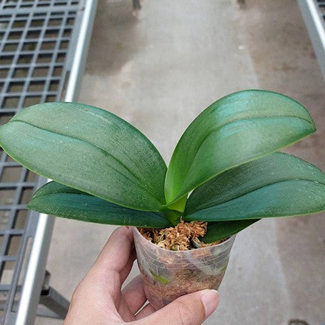174824768697-Phal.%20KS%20Happy%20Sunset%202.5''%20%E6%A4%8D%E6%A0%AA1.jpg