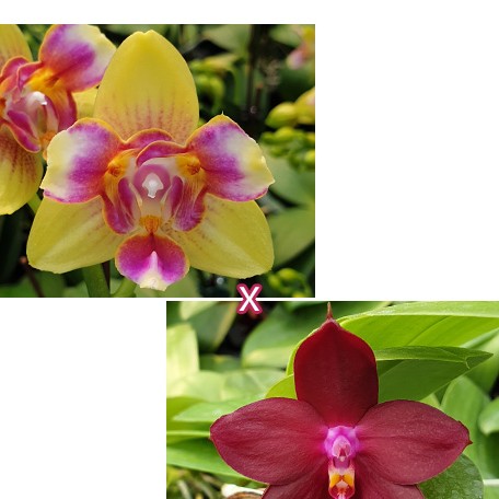 174830478770-Phal.%20I-Hsin%20Venus%20(peloric%20-%202%20eyes)%20%C3%97%20LD's%20Bear%20King%20%E9%87%91%E6%98%9F%20(%E5%85%A9%E7%9C%BC)%20%C3%97%20%E7%86%8A%E7%8E%8B%206S44%20%E8%8A%B11.jpg