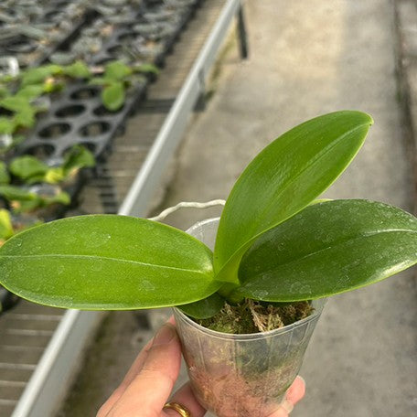 174840691038-Phal.%20amabilis%20'Tai%20Wu'%20%C3%97%20sib%20%E6%A4%8D%E6%A0%AA2.5''1.jpg