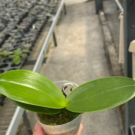 174840691068-Phal.%20amabilis%20'Tai%20Wu'%20%C3%97%20sib%20%E6%A4%8D%E6%A0%AA2.5''2.jpg