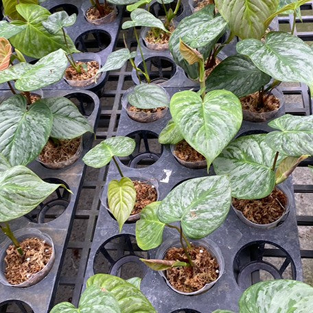 174840737176-Philodendron%20Majestic%20%E6%A4%8D%E6%A0%AA2.5''3.jpg