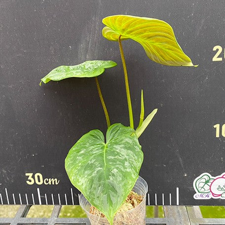 174840737177-Philodendron%20Majestic%20%E6%A4%8D%E6%A0%AA2.5''1.jpg