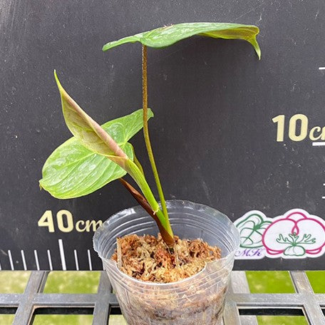 174840737177-Philodendron%20Majestic%20%E6%A4%8D%E6%A0%AA2.5''2.jpg