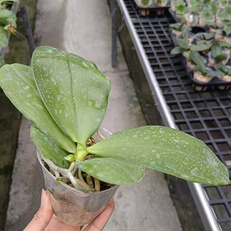 174841153867-Phal.%20Miki%20Cherry%20Tree%20'347'%20%E6%A4%8D%E6%A0%AA2.5''1.jpg