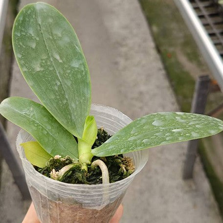 174841213725-Phal.%20Lyndon%20Mix%20Zebra%20'878'%20%E6%A4%8D%E6%A0%AA2.5''1.jpg