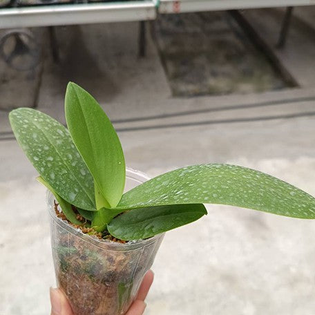 174841268050-Phal.%20Miki%20Flowery%20Girl%20%E6%A4%8D%E6%A0%AA2.5''1.jpg