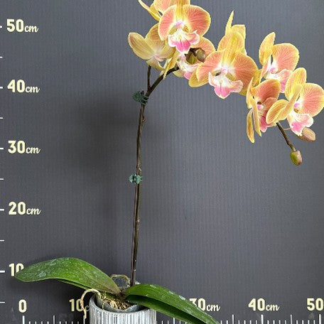 174848071185-Phal.%20Fangmei%20Sunlight%20%E8%8A%B13.jpg
