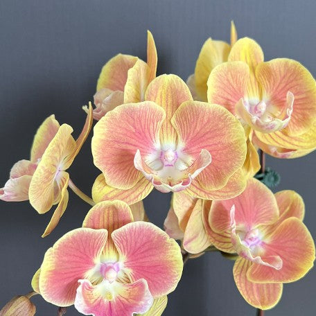 174848071186-Phal.%20Fangmei%20Sunlight%20%E8%8A%B12.jpg
