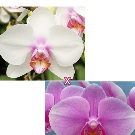174848368115-Phal.%20Miki%20Smile%20'1332'%20%C3%97%20King%20Car%20Diamond%20'70361'%20%E7%BE%8E%E7%90%AA%E5%BE%AE%E7%AC%91%20'1332'%20%C3%97%20%E9%87%91%E8%BB%8A%E9%91%BD%E7%9F%B3%20'70361'%20%E8%8A%B11.jpg