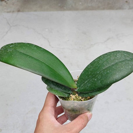 174848504498-Phal.%20Pintung%20Pink%202.5''%E6%A4%8D%E6%A0%AA%201.jpg