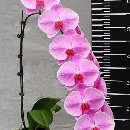 174848507722-Phal.%20Pintung%20Pink%20%E8%8A%B13.jpg