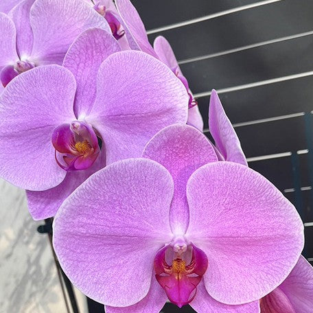 174848507754-Phal.%20Pintung%20Pink%20%E8%8A%B11.jpg