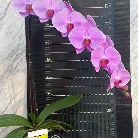174848507766-Phal.%20Pintung%20Pink%20%E8%8A%B12.jpg