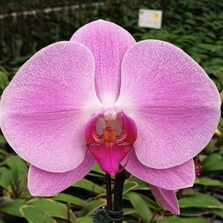 174848507795-Phal.%20Pintung%20Pink%20%E8%8A%B15.jpg