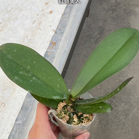 174848708480-Phal.%20(Fifi%20-%20South%20Chili%20%C3%97%20China%20Best%20Girl)%20%C3%97%20(Mount%20Beauty%20'Ham%20Ben's%20Girl'%20%C3%97%20Luchia%20Lip)%202.5''%20%E6%A4%8D%E6%A0%AA1.jpg