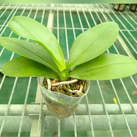 174848801368-Phal.%20I-Hsin%20Venus%20%C3%97%20lueddemanniana%20%E6%A4%8D%E6%A0%AA2.5''2.jpg