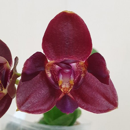 174849588823-Phal.%20Zheng%20Min%20Parakeet%20'ES'%20%E8%8A%B11.jpg