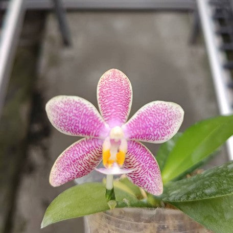 174849781272-Phal.%20tetraspis%20'Blue'%20%C3%97%20Younghome%20Lucky%20Star%20'0025'%20%E8%8A%B12.jpg