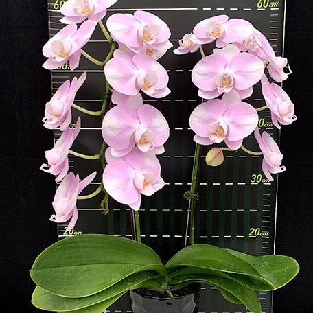 174849791283-Phal.%20Charming%20Silk%20%E8%8A%B12.jpg