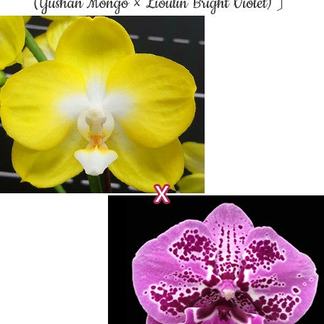 174891109962-Phal.%20Miki%20Sun%20Shine%20'522'%20%C3%97%20%E3%80%94Fuller's%20Pink%20Swallow%20'RL'%20%C3%97%20(Yushan%20Mongo%20%C3%97%20Lioulin%20Bright%20Violet)%E3%80%95%20%E8%8A%B11.jpg