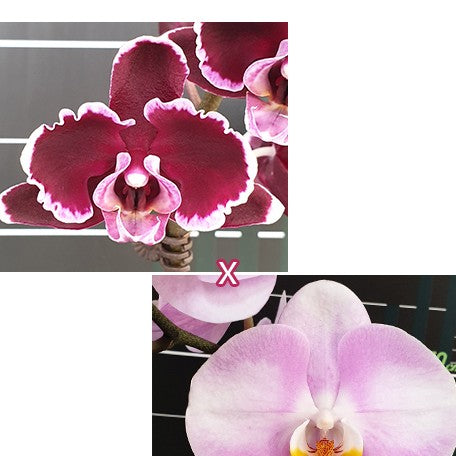 174891299773-Phal.%20Summer%20Breath%20%C3%97%20Star's%20Chanel%20%E5%A4%8F%E6%97%A5%E6%B0%A3%E6%81%AF%20%C3%97%20%E9%A6%99%E5%A5%88%E5%85%92%20%E8%8A%B11.jpg