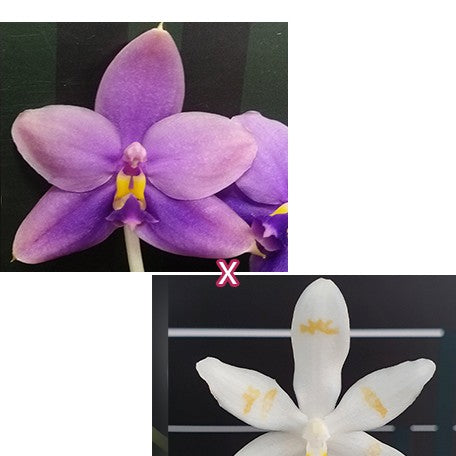 174891353257-Phal.%20Yaphon%20All%20Friends%20'724'%20%C3%97%20tetraspis%20'Mr.%20Huang%20%E8%8A%B11.jpg