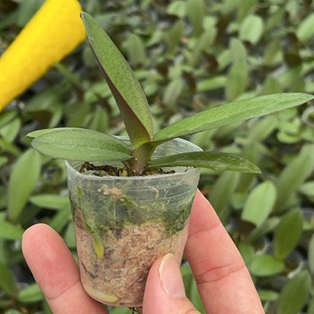 174900572244-Phal.%20Liu's%20Sakura%20%E6%A4%8D%E6%A0%AA1.7''%201.jpg