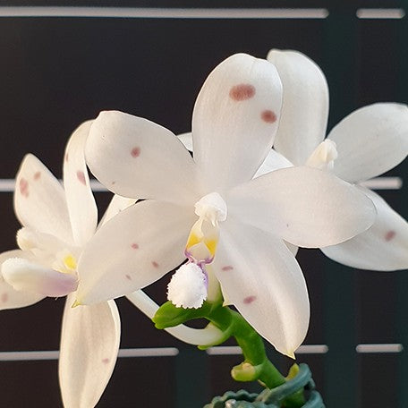 174903095032-Phal.%20speciosa%20'Coffee%20Spots'%20%E8%8A%B11.jpg
