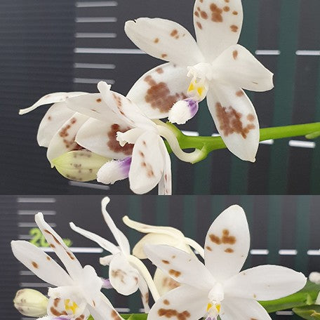 174903095037-Phal.%20speciosa%20'Coffee%20Spots'%20%E8%8A%B13.jpg