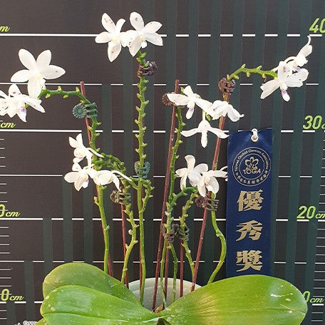 174903095039-Phal.%20speciosa%20'Coffee%20Spots'%20%E8%8A%B12.jpg