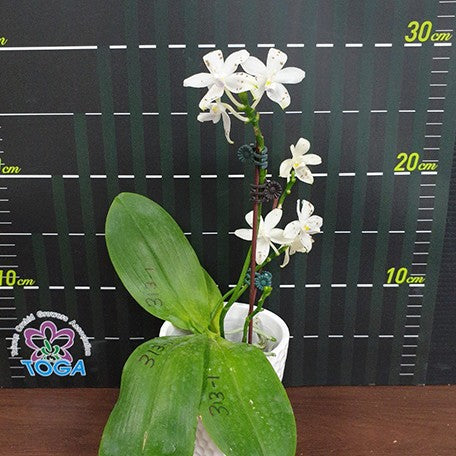 174903095058-Phal.%20speciosa%20'Coffee%20Spots'%20%E8%8A%B14.jpg