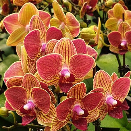 174908527331-Phal.%20Fangmei%20Sweet%20'Splash'%20%E8%8A%B12.jpg