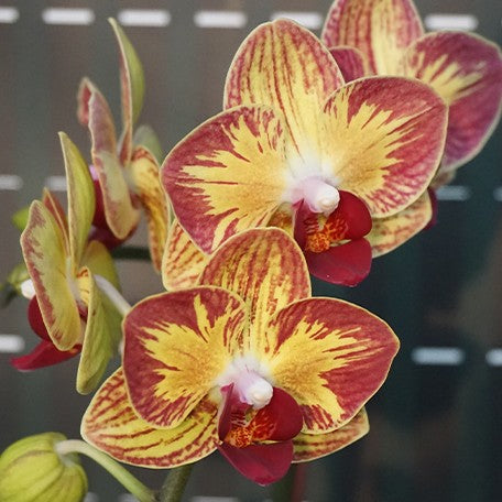174908527348-Phal.%20Fangmei%20Sweet%20'Splash'%20%E8%8A%B13.jpg
