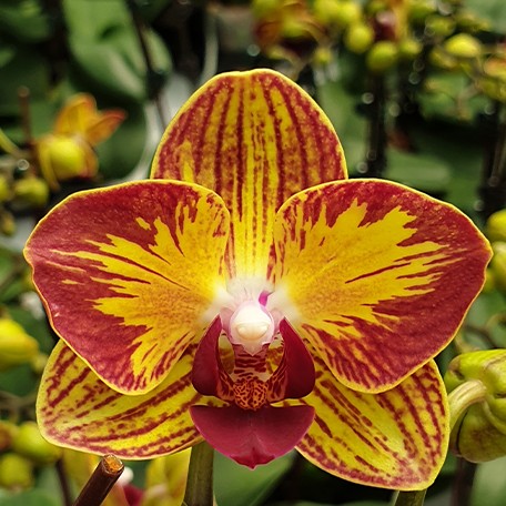 174908527386-Phal.%20Fangmei%20Sweet%20'Splash'%20%E8%8A%B11.jpg