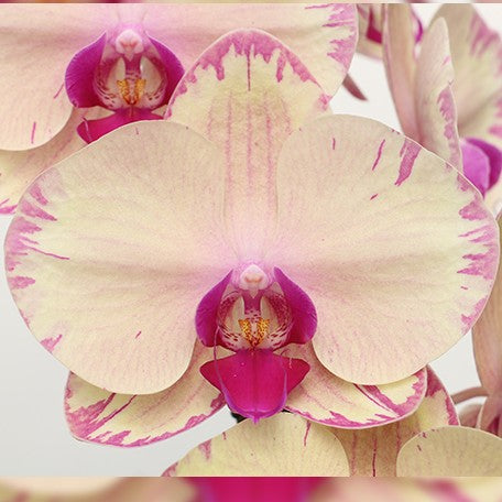 174908690634-Phal.%20Clone%20Yellow%20Lightning%20'CL9122A'%20%E8%8A%B11.jpg