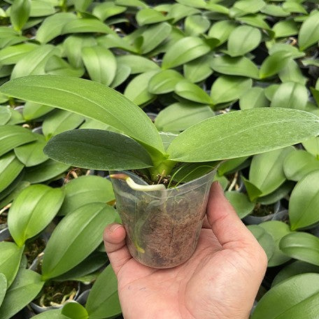 174908720791-Phal.%20Fangmei%20Sweet%20'Splash'%20%E6%A4%8D%E6%A0%AA2.5''1.jpg