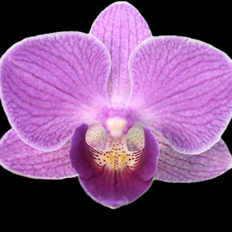 174909520099-Phal.%20Purple%20Loli%20%E8%8A%B11.jpg