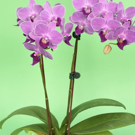 174909520099-Phal.%20Purple%20Loli%20%E8%8A%B12.jpg