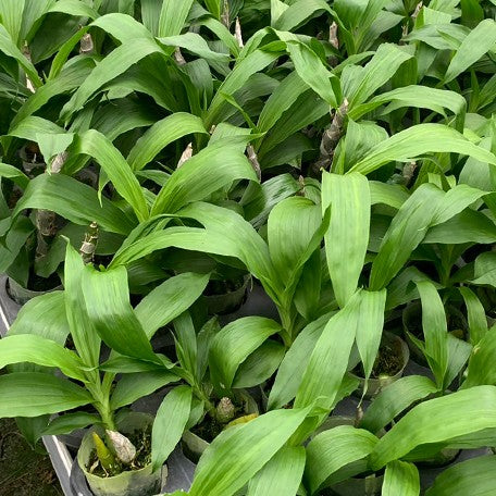 Cycnoches Taiwan Black Pearl 'Copper Queen' 2.5