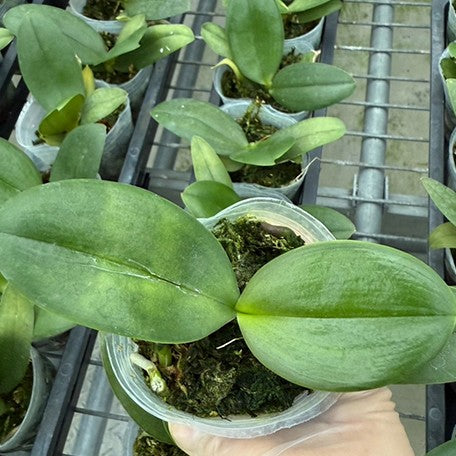 174910301544-Phal.%20Pingtung%20Bronze%20Age%20%E6%A4%8D%E6%A0%AA2.5''1.jpg