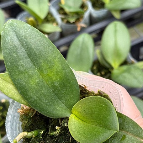 174910301572-Phal.%20Pingtung%20Bronze%20Age%20%E6%A4%8D%E6%A0%AA2.5''2.jpg