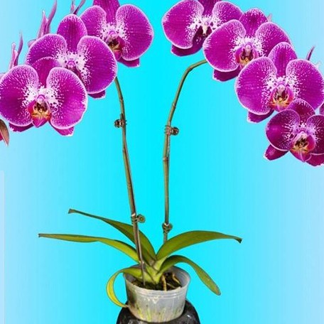 174916852223-Phal.%20Chian%20Xen%20Dancer%20%E8%8A%B12.jpg