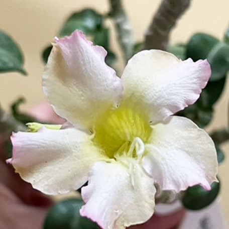 Adenium Spp Adenium obesum spp. bareroot – OrchidBox Wholesale