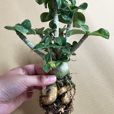 Adenium Spp Adenium obesum spp. bareroot – OrchidBox Wholesale