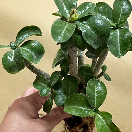 Adenium Spp Adenium obesum spp. bareroot – OrchidBox Wholesale