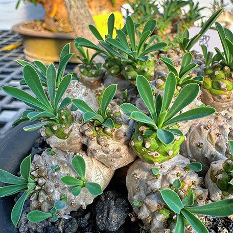 174917244341-Euphorbia%20'Gabisan'%20%E5%B3%A8%E5%B5%8B%E5%B1%B1%20%E8%8A%B11.jpg