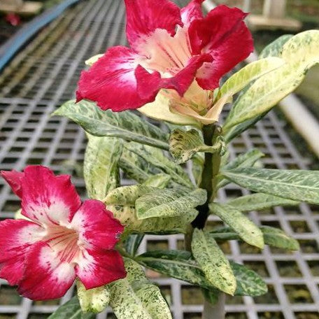 174921086014-Adenium%20obesum%20'Spot%20Lilium'%20%E8%8A%B11.jpg