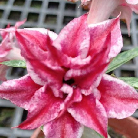 174921111166-Adenium%20obesum%20'Butterfly'%20%E8%8A%B11.jpg