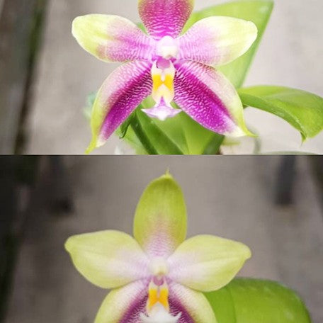 174954046219-Phal.%20Princess%20Formosa%20%C3%97%20Mituo%20Prince%20%E8%8A%B12.jpg